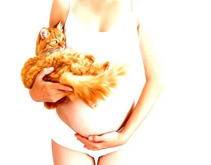 El embarazo y tu Gato