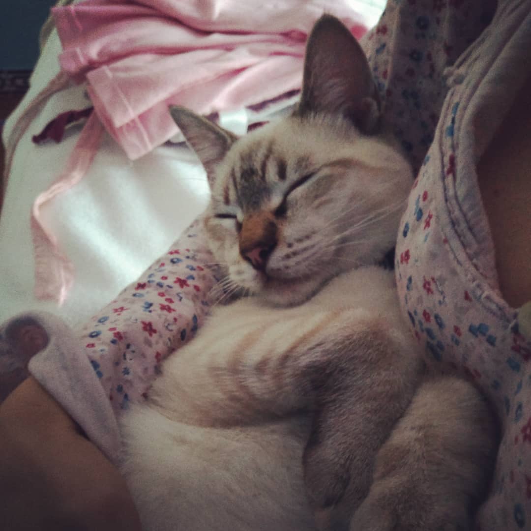 La serenidad del sueño de un Gato