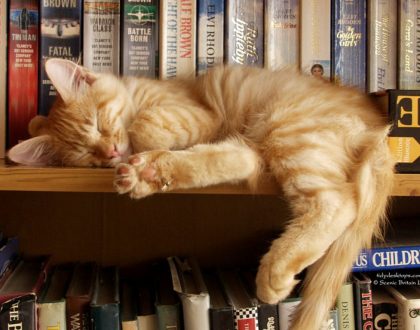 Lectura de Registros Akáshicos para tu Gato