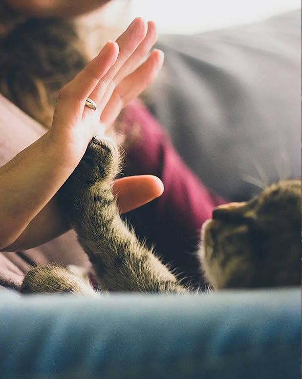 Reiki para Gatos