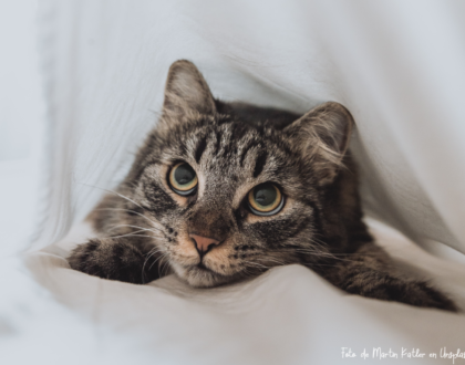 Un gato asustado se esconde bajo las sábanas