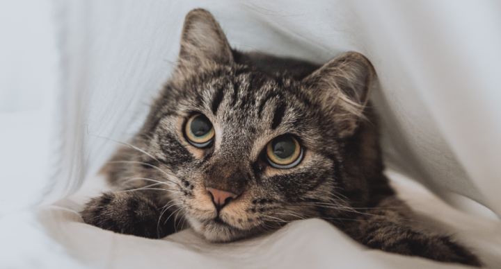 Un gato asustado se esconde bajo las sábanas
