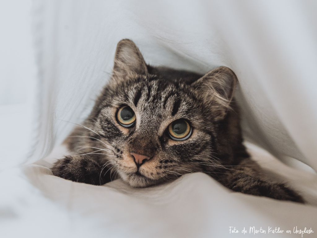 Un gato asustado se esconde bajo las sábanas