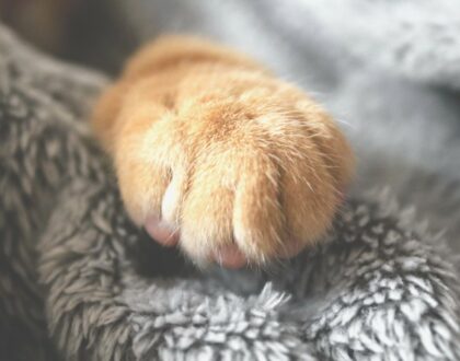 El Reiki y el tratamiento del dolor en gatos