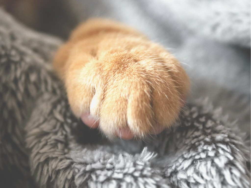 El Reiki y el tratamiento del dolor en gatos