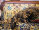 Gato descansando en un sofá