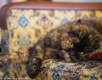 Gato descansando en un sofá