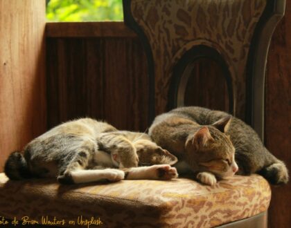 La llegada de otro gato a casa. Cómo introducir otro gato en casa con flores de Bach