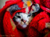 Un gatito que no se encuentra bien se refugia entre las mantas buscando el calor