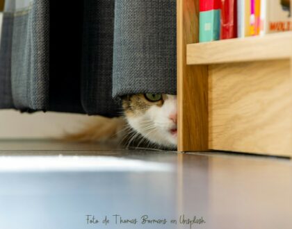 ¿Tu gato tiene miedo a los petardos?...¡Protégelo!