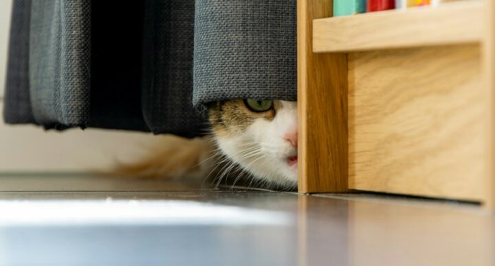 ¿Tu gato tiene miedo a los petardos?...¡Protégelo!