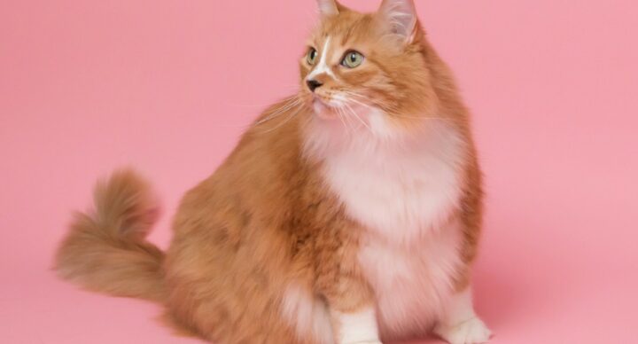 Mi gato está gordo. ¿Cómo puedo ayudarle?